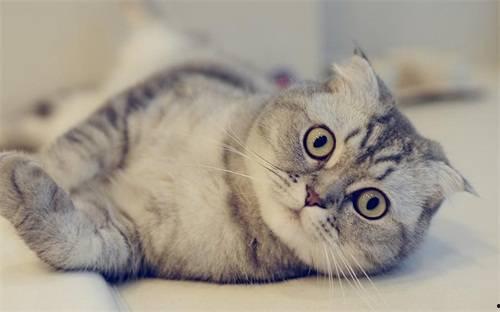 小猫可以吃蜜瓜嘛视频在线观看,萌宠美食大揭秘  第2张