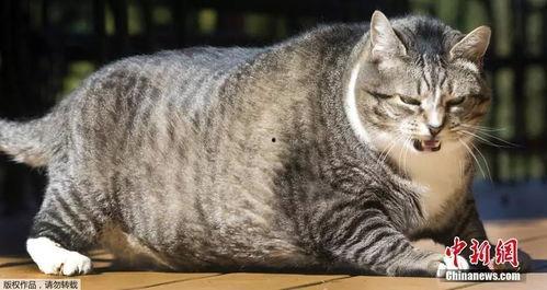 胖猫理智吃瓜视频,胖猫带你揭秘娱乐圈真相  第2张