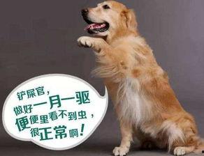 小孩吃瓜狗吃虫视频播放,小瓜瓜与狗狗的虫虫盛宴  第2张