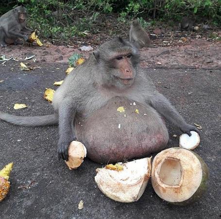 吃瓜变猴子搞笑视频,笑料横生的搞笑视频来袭！  第3张