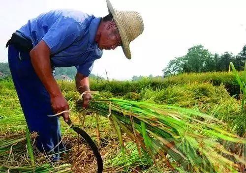 种地吃瓜视频大全,种地吃瓜视频大全集锦  第2张