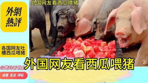 喂猪吃瓜的视频下载,喂猪吃瓜视频走红网络，趣味横生引网友热议  第3张